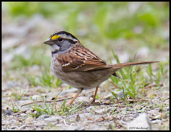 _3SB9378 white-throated sparrow.jpg